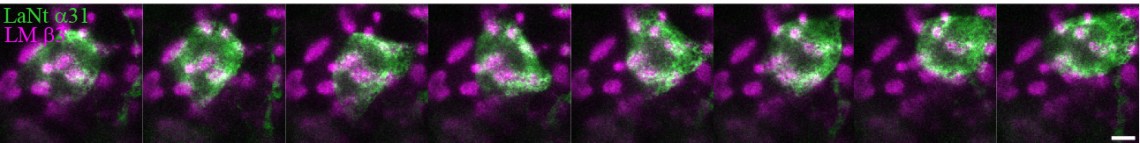 location 8 live merge only montage