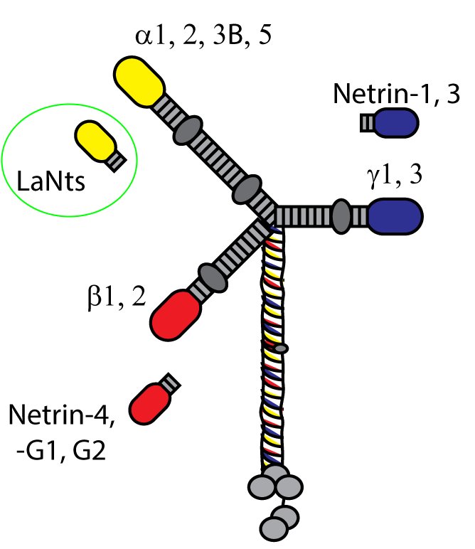 laminin hterotrimers LaNtnet-1