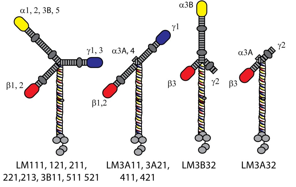 Laminins – a friendly intro! – LaNts and Laminins