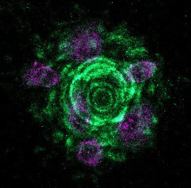 hTCEP 24h RG13-G LMa3bR-03.czi (RGB)