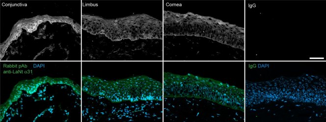 pig anterior segment - LaNt DAPI