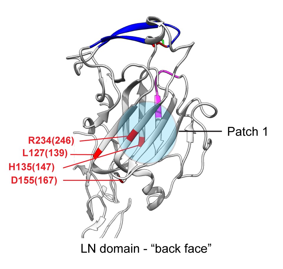 New paper out – Laminin polymerization and inherited disease: lessons ...