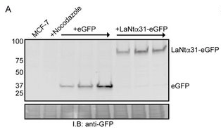 western blot data showing LaNt a31-GFP protein expression